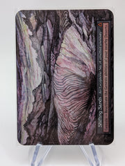 Shifting Sands (Alpha Curio)