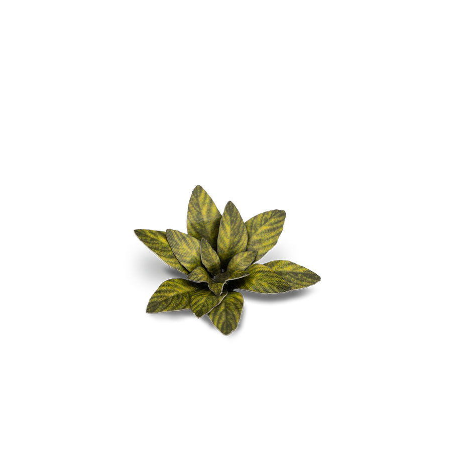 Gamers Grass: Laser Plants - Dumb Cane