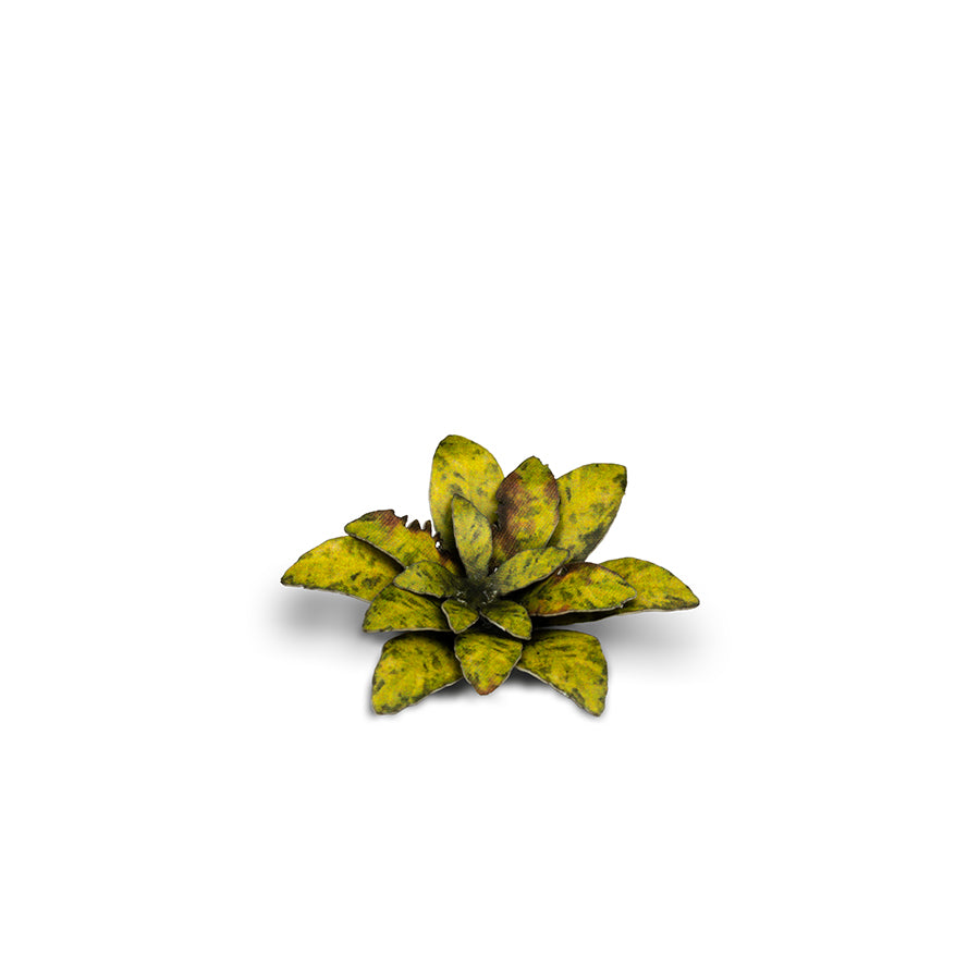 Gamers Grass: Laser Plants - Dumb Cane